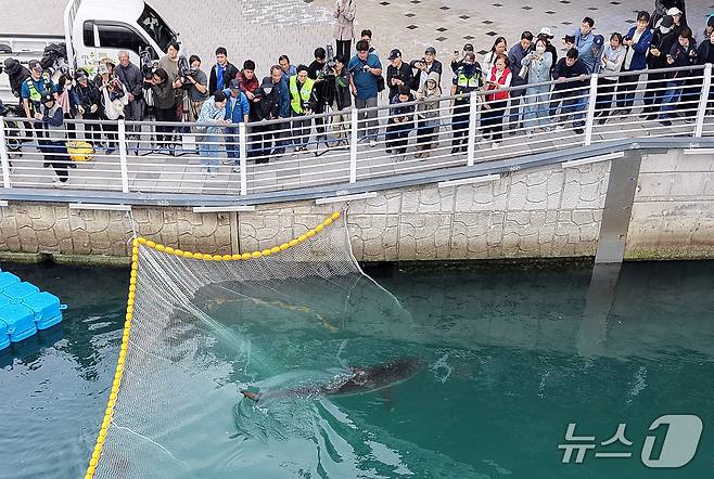21일 부산 동구 북항 친수공원 인공수로에서 한 달 넘게 머무르고 있는 상어 '부캉이'를 바다로 돌려보내기 위한 3차 외해 유도 작업이 진행되고 있다. 2026.10.21 ⓒ 뉴스1 윤일지 기자