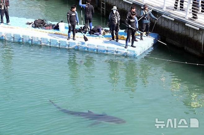 [부산=뉴시스] 하경민 기자 = 해양수산부, 국립해양생물자원관 등 상어 합동구조단이 21일 부산 동구 북항친수공원 수로에서 그물과 부유시설, 잠수사 등을 투입해 흑상어 '부캉이'를 먼바다로 유도하는 작업을 하고 있다.  길이 3m에 암컷 흑상어인 부캉이는 지난달 18일 북항친수공원 수로에서 처음 발견된 이후 한달 넘게 머물고 있으며, 그동안 부캉이를 보기 위해 이 곳을 찾은 인파는 160만 명을 돌파했다. 2026.10.21. yulnetphoto@newsis.com