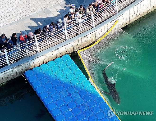 마지막이 될지 모르는 부캉이 모습 (부산=연합뉴스) 손형주 기자 = 21일 부산 동구 북항 친수공원 인공수로에서 흑상어 '부캉이'를 바다로 돌려보내기 위한 3차 외해 유도 작업이 진행되고 있다. 당국이 외해로 유도하기 위해 설치한 '폰툰'과 그물 등 장비 사이로 유영하는 부캉이를 시민들이 바라보고 있다. 2026.10.21 handbrother@yna.co.kr