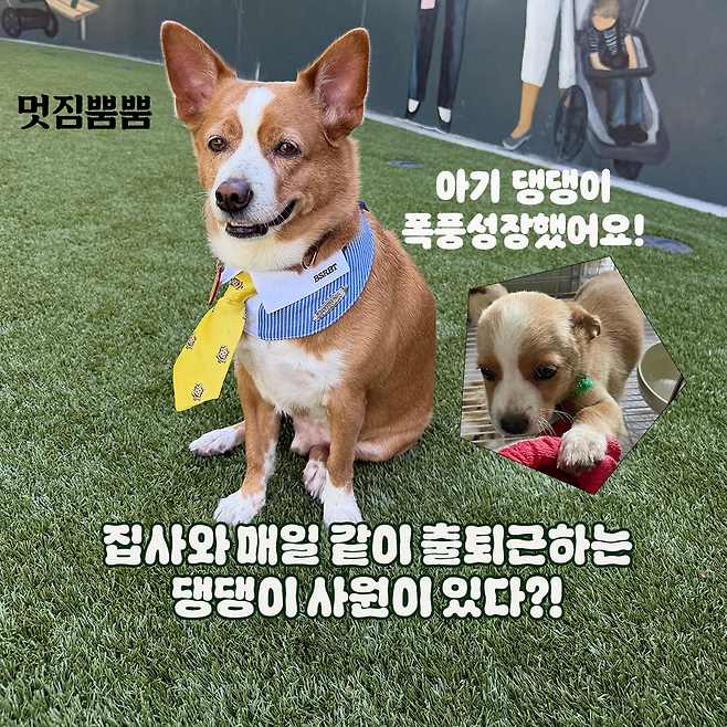 럭키 보호자 제공