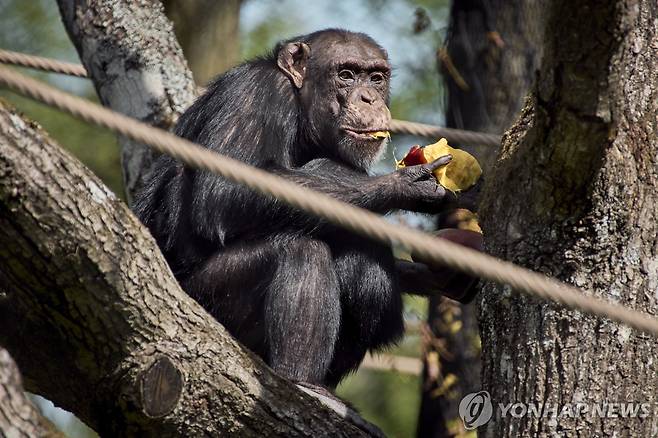 침팬지 [EPA=연합뉴스 자료사진. 재판매 및 DB금지]