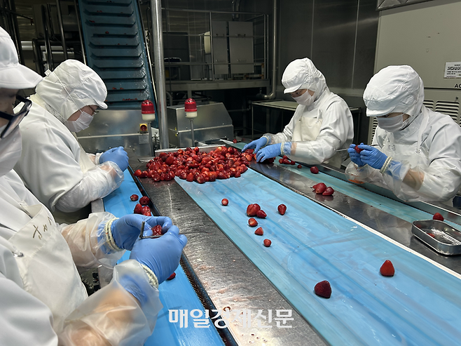 요거트에 들어가게 될 냉동 과일을 하나씩 육안으로 확인하는 작업자들. [변덕호 기자]