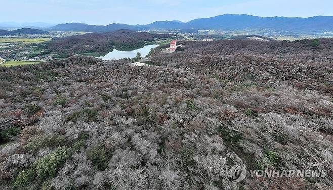 소나무재선충병에 잿빛으로 변한 경주 야산. 연합뉴스