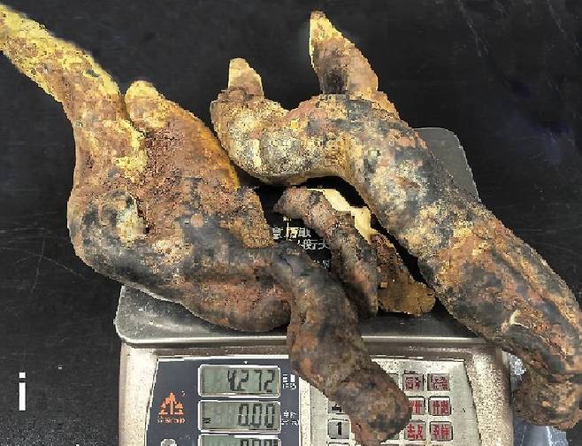 저울에 올린 가장 큰 디안주누스 렉스. 두 갈래로 갈라진 이 버섯의 무게는 논문에 따르면 2.2㎏다. [프런티어스 균류생물학(Frontiers in Fungal Biology)]