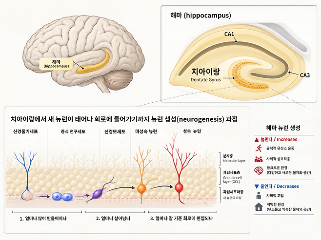 해마 속 치아이랑 위치와 치아이랑에서 뉴런 생성 과정을 보여주는 그래픽. 이인아 교수 제공