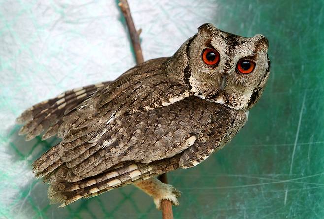 충남 예산 충남야생동물구조센터에 보호 중인 소쩍새. 예산/강재훈 선임기자 khan@hani.co.kr