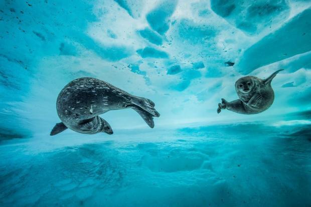 수영장 (Swim gym) - Laurent Ballesta(프랑스)/2017 Wildlife Photographer of the Year
