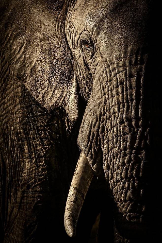 암컷 가장의 힘 (Power of the Matriarch) - David Lloyd(미국)/2017 Wildlife Photographer of the Year