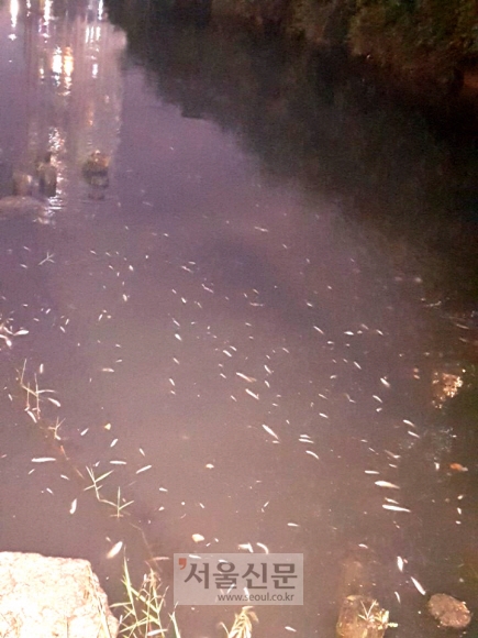 지난 19일 서울도심에 소나기가 내린 뒤 청계천에 오염된 물이 유입되면서 새벽다리~다산교 구간에 죽은 물고기들이 떠내려가고 있다.
