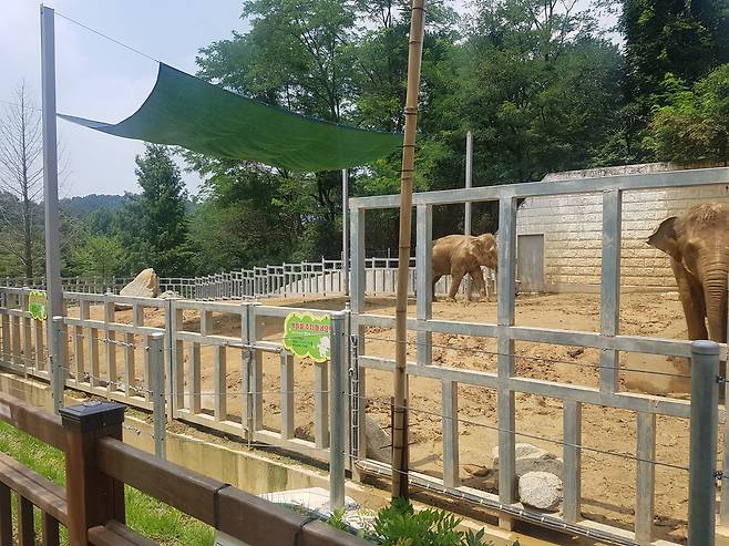 우리와 봉이, 2마리의 코끼리가 사는 광주우치동물원의 코끼리사는 농구코트보다 조금 넓다. 지금 상태도 최근에 한번 넓힌 사육장이다. 광주/최우리 기자