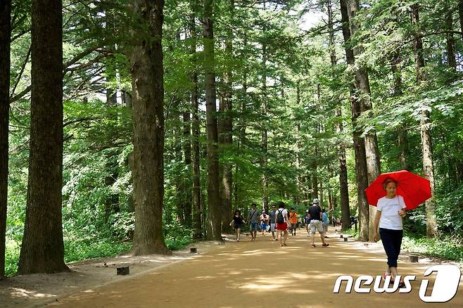 평창 인근 월정사 천년의숲길 © News1