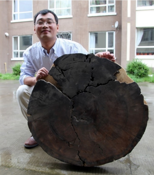 중국 화산학자가 백두산 화산 인근에서 채집한 낙엽송을 들어 보이고 있다. 영국 케임브리지대 클라이브 오펜하이머 교수 연구팀은 이 나무의 연대를 측정해 백두산 대분화가 946년 가을에 일어난 것으로 추정했다. 오펜하이머 교수 제공