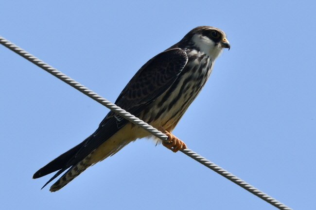 어린 비둘기조롱이의 가슴과 배는 흰색 바탕에 검은 줄무늬가 있다.