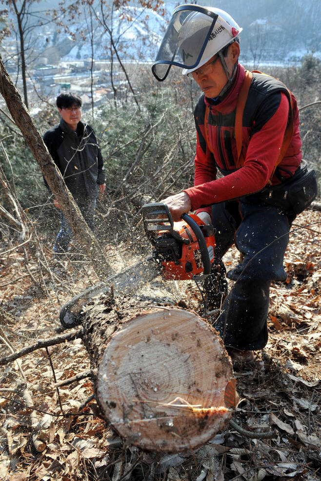 소나무재선충병이 발생한 세종시 전동면에서 세종시산림조합 직원들이 기계톱을 이용, 소나무 벌목을 하고 있다. [프리랜서 김성태]