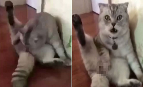 NewsChina / Music coke 52 youtube - 최근 중국에서 자신의 생식기가 제거된 고양이가 놀라는 순간 영상.