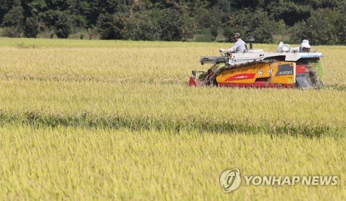 (함안=연합뉴스) 지난 10일 오후 경남 함안군 함안면에서 농부가 기계를 이용해 가을 햇볕을 머금은 벼를 수확하고 있다.