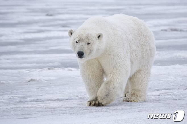 북극곰은 겨울이면 바다얼음 위에서 물범을 사냥하고 얼음이 녹는 여름에는 먹이를 찾아 먼 거리를 헤엄친다. 이처럼 광대한 자연을 누비던 북극곰들이 비좁은 동물원 사육장에 갇혀 정신질환을 얻고, 결국 병들어 죽고 있다.(사진 Alan Wilson 제공)© News1
