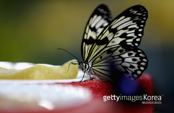 나비 한마리가 케이크 위에 앉아있다. 게티이미지코리아