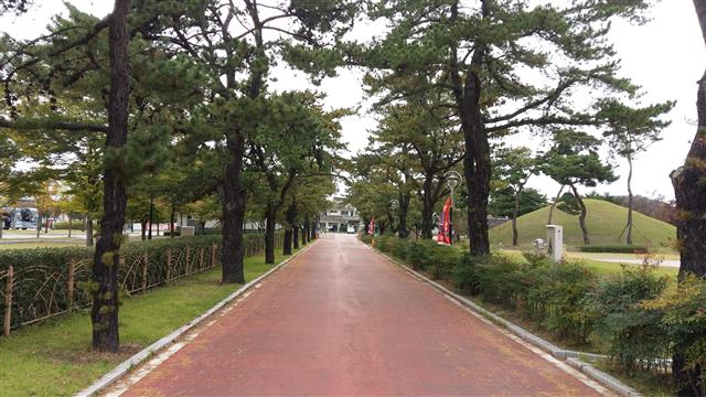 19일 경북 경주시 경감로 경주세계문화엑스포공원 정문 일대에 외래수종인 리기다소나무가 줄지어 자라고 있다.