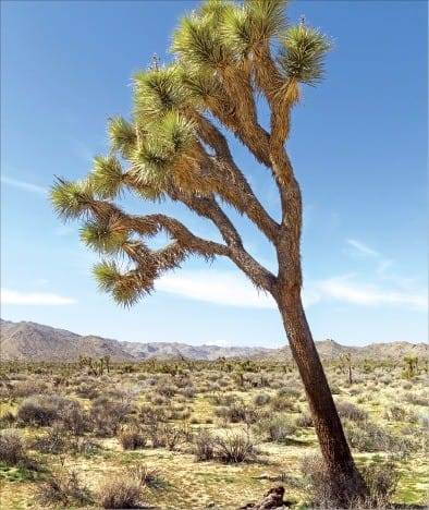모하비 사막에서 자생하는 조슈아 트리.