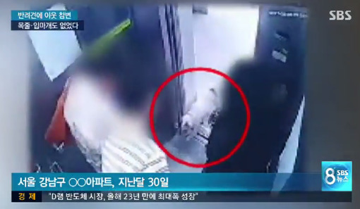 사고 당시 최씨 반려견이 엘리베이터에 들어가는 모습이 CCTV에 찍혔다. 21일 SBS에 따르면 한일관 대표 김씨는 엘리베이터 안으로 들어온 최씨 반려견이 자신에게 다가오자 당황한 듯 조금 더 허리를 숙였고, 이 순간 개가 여성의 정강이를 물었다. [사진 SBS]