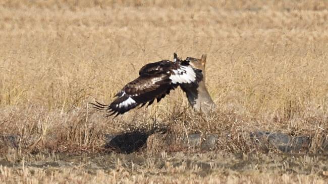 고라니도 정신을 가다듬고 앞발을 들고 몸을 세워 공격해 본다.