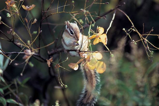 나무에 올라 열매를 따는 다람쥐. 다람쥐는 밤과 도토리 등 큰 열매뿐 아니라 작은 씨앗도 다량 거두어 저장하는 것으로 밝혀졌다. 클립아트코리아 제공.