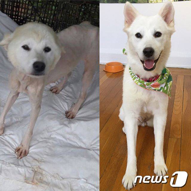 구조된 후 한국에서의 모습(왼쪽)과 미국에서 (입양 될 때까지) 임시보호 되고 있는 모습(오른쪽).(사진 saywoofinkorean 인스타그램 캡처) © News1