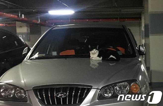 한 길고양이가 시동이 꺼진지 얼마되지 않은 자동차 보닛에 올라가 있다. © News1 이기림 기자