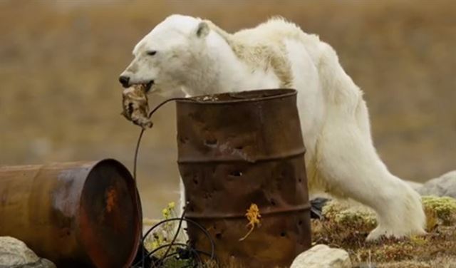 북극곰이 기후 변화로 먹잇감이 없어 굶주림에 시달리고 있다. 유튜브