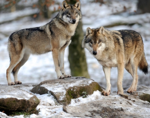 늑대는 먹이 사슬의 최상위에 있으며 생태계를 유지하는 데 중요한 역할을 한다고 연구자들은 말한다. (사진=AFP/연합뉴스)