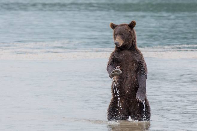 버코프 데니스가 러시아 캄차카반도에서 촬영한 작품. 캄차카는 불곰의 주요 서식지다. 제목은 ‘걱정 마’.
