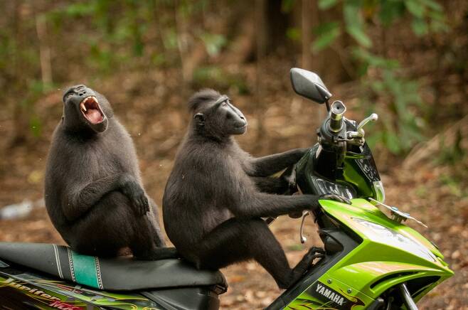 케이티 라벡 포스터의 작품 ‘원숭이의 탈출’. 인도네시아 탕코코 바투앙구스 야생보호구역에서 찍었다. 이 보호구역은 멸종위기종인 검정짧은꼬리원숭이의 서식처이다.