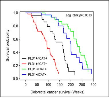대장암 환자 조직에서 PLD1 발현이 높거나 ICAT(암 신호전달을 억제하는 단백질) 발현이 낮은 경우, 상태가 좋다는 것을 보여준다. 반대의 경우엔 예후가 좋지 않다는 것을 뜻한다. 즉, 대장암 조직에서 PLD1와 ICAT 발현이 중요하게 관여하고 있다. [한국연구재단 제공=연합뉴스]