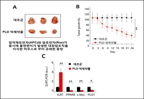 (A·B) 암 억제유전자(APC)와 암유전자(Ras)에서 동시에 돌연변이가 일어난 대장암환자로부터 암조직을 생쥐에 이식했을 때, PLD 억제약물 처리 시 종양 형성이 약 60％ 감소했다.  (C) 동일한 조건 실험에서 PLD 억제약물을 투여했더니 ICAT 발현이 증가해 윈트 신호전달 표적 유전자 발현이 줄었다. [한국연구재단 제공=연합뉴스]