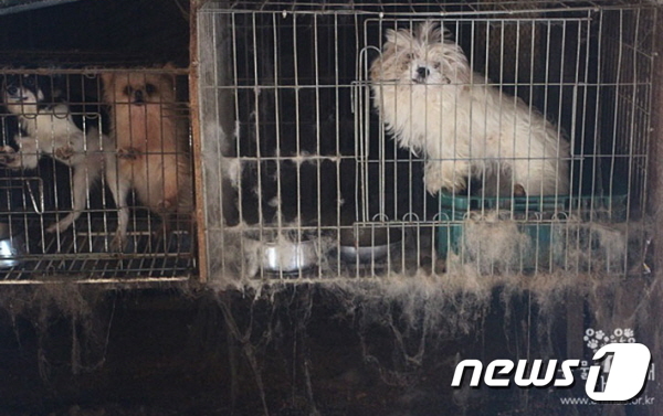 불법 개 번식장에 사는 개들.(사진 동물자유연대 제공)© News1
