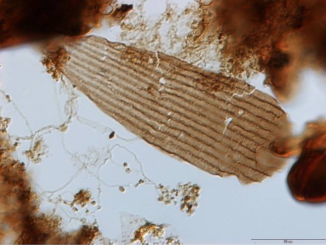 꽃이 등장하기 훨씬 전인 2억년 전 나비목 곤충의 비늘 화석을 찍은 전자현미경 사진.  바스 판 더 스코트브뤼허 제공