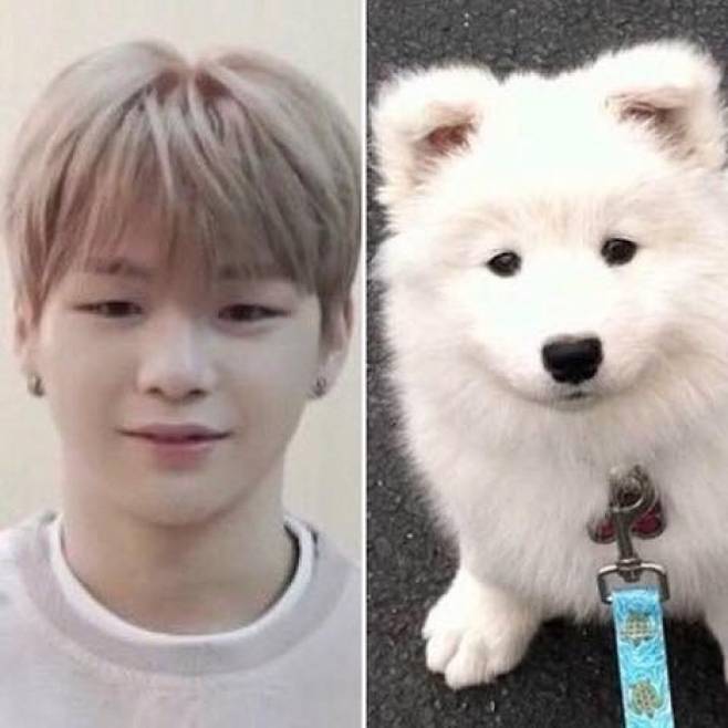 요즘 대세인 아이돌 워너원의 멤버 강다니엘(왼쪽)은 ‘멍뭉미’의 대표주자이입니다. - 네이버 워너원 팬카페 제공