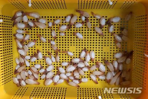 【부산=뉴시스】 하경민 기자 = 국립수산과학원 동해수산연구소는 동해안 특산품종인 코끼리조개 양식을 위한 종자생산 매뉴얼을 발간해 어민과 지자체 등에 배포한다고 16일 밝혔다.사진은 1년된 코끼리조개의 모습. 2018.01.16. (사진=수산과학원 제공)yulnetphoto@newsis.com
