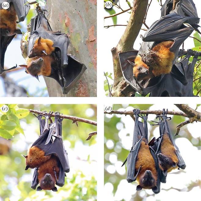 인도날여우박쥐의 어미는 새끼를 왼쪽에 두는 경향을 보인다. (a) 얼굴을 마주 본 자세 (b) 핥고 있는 자세 (c) 젖을 물고 있는 자세 (d) 매달려 있는 자세. 안드레이 길료프/바이올로지 레터스 제공