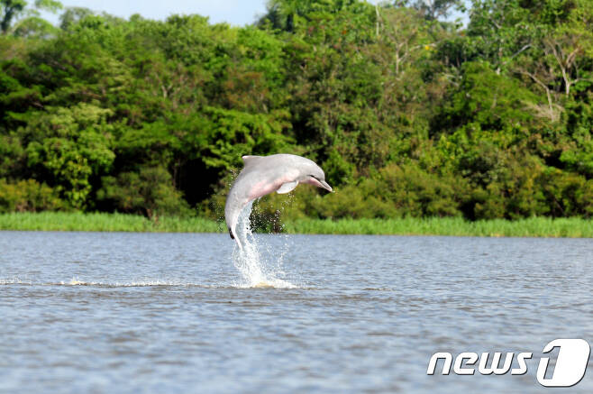 일명 '핑크 돌고래'로 불리는 아마존강돌고래.(사진 WWF 제공)© News1