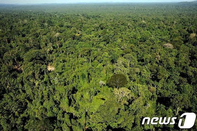 페루 의회가 아마존 청정 밀림 지역에 도로 건설을 허용하는 법안을 가결했다. 사진은 브라질 북부에서 바라본 아마존 열대우림의 모습. © AFP=뉴스1