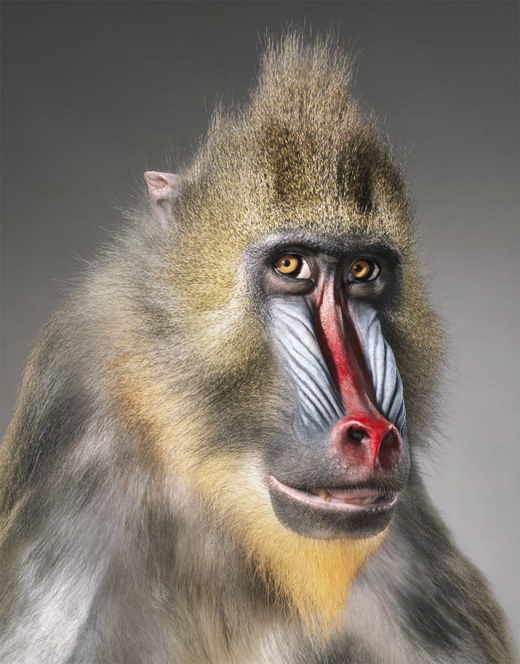 맨드릴 개코 원숭이 분류: 취약종(VU·Vulnerable) 분포: 아프리카 동부