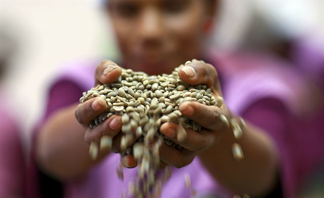 동티모르 농민이 재배된 커피콩을 들어 보이고 있다. 동티모르에서 재배되는 커피는 크게 아라비카(Arabica)와 로버스트(Robust), 두 가지 종류로 나뉜다. 아라비카는 원두가 크고 길쭉하며, 전세계적으로 가장 인기 있는 커피 종류 중 하나다. 해발 700m 이상의 고지대에서만 재배되며 신맛이 강하고 향이 뛰어나 고가에 거래된다. 반면 알이 작고 동그란 로버스트는 저지대에서도 재배 가능하며 값이 저렴해 주로 인스턴트커피의 원료로 사용된다. 유엔 제공