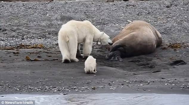 사진=내셔널지오그래픽 동영상 캡쳐