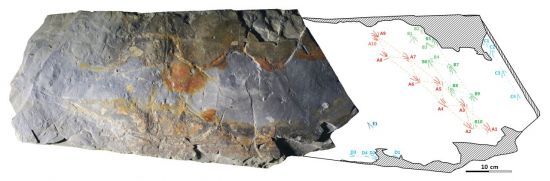 도마뱀 발자국화석 이암 블록과 발자국 도면