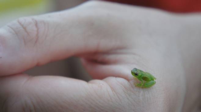 아마존강의 손톱보다 작은 개구리.