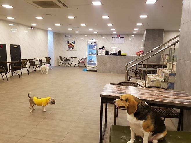 펫샵의 한 층은 애견카페 겸 동물 면담실로 운영 중이다. 입장료를 받고 완제품 상태의 음식을 팔기 때문에 서비스업으로 등록했다.