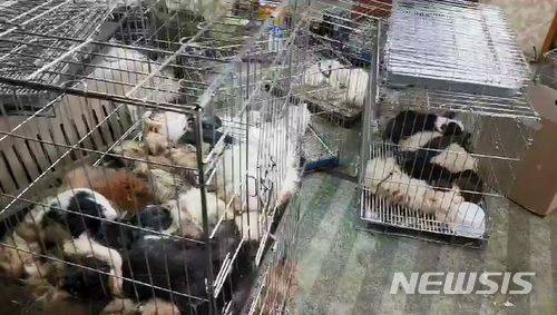 【서울=뉴시스】안채원 기자 = 동물자유연대가 지난 13일 천안 소재의 한 팻숍 2층에서 발견한 개 사체의 모습. (사진=동물자유연대 제공 영상 캡처)