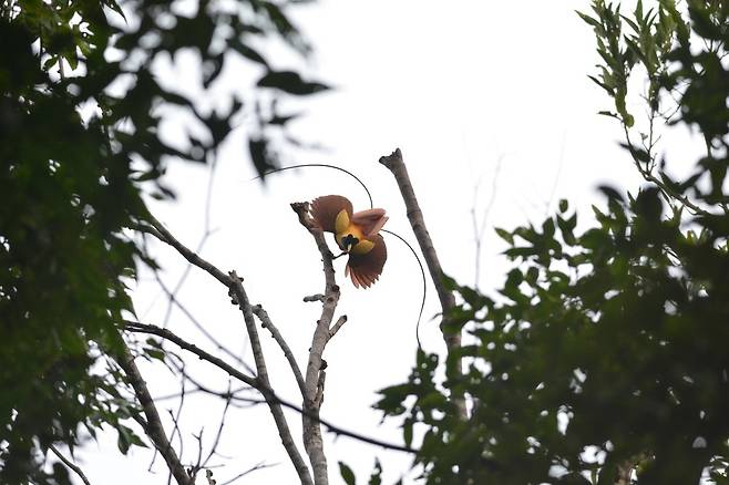 붉은극락조가 나뭇가지에 앉아 있다. 최근 순환도로 건설 계획으로 와이게오섬에 사는 이 새가 위협받고 있다.  앤디 사요고(국제동식물협회) 제공